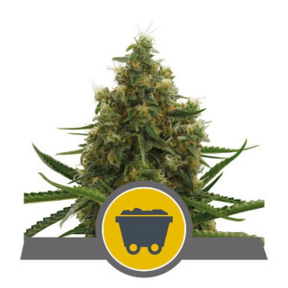 Shining Silver Haze - Régulière - Royal Queen Seeds - Graines de Collection