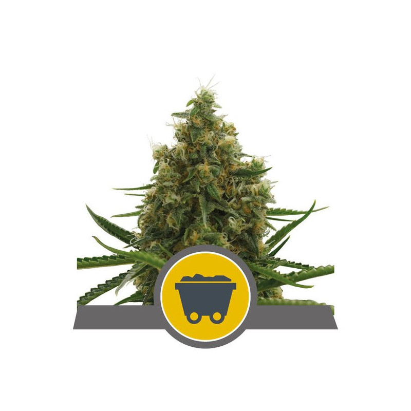 Shining Silver Haze - Régulière - Royal Queen Seeds - Graines de Collection