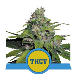 Royal THCV - Féminisée - Royal Queen Seeds - Graines de Collection