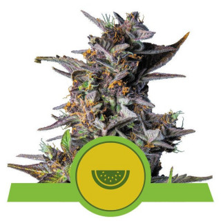 Watermelon - Automatic - Royal Queen Seeds - Graine de Collection