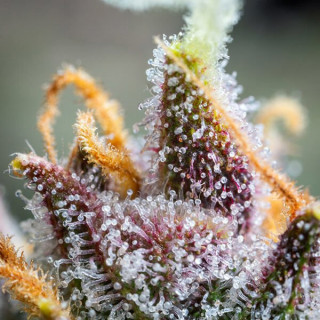 Watermelon - Automatic - Royal Queen Seeds - Graine de Collection