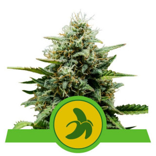 Fat Banana - Automatic - Royal Queen Seeds - Graine de Collection