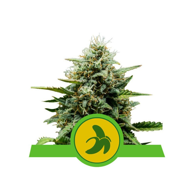 Fat Banana - Automatic - Royal Queen Seeds - Graine de Collection