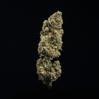 Fat Banana - Automatic - Royal Queen Seeds - Graine de Collection