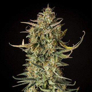 Fat Banana - Automatic - Royal Queen Seeds - Graine de Collection