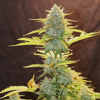 Fat Banana - Automatic - Royal Queen Seeds - Graine de Collection