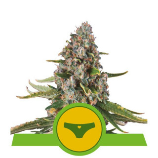 Sherbet Queen - Automatic - Royal Queen Seeds - Graine de Collection