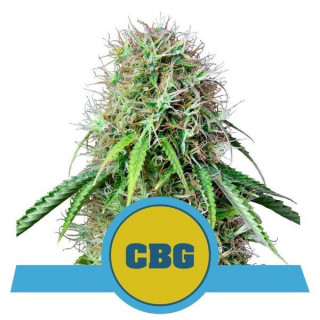 Royal CBG - Automatic - Royal Queen Seeds - Graine de Collection