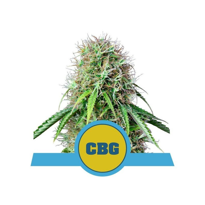 Royal CBG - Automatic - Royal Queen Seeds - Graine de Collection