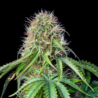 Royal CBG - Automatic - Royal Queen Seeds - Graine de Collection