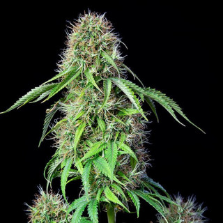 Royal CBG - Automatic - Royal Queen Seeds - Graine de Collection