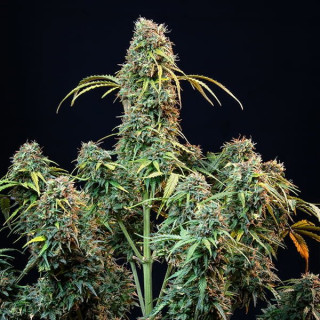 Royal CBDV - Automatic - Royal Queen Seeds - Graine de Collection