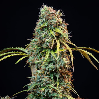 Royal CBDV - Automatic - Royal Queen Seeds - Graine de Collection