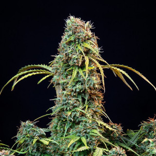 Royal CBDV - Automatic - Royal Queen Seeds - Graine de Collection