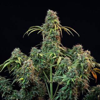 Royal CBDV - Automatic - Royal Queen Seeds - Graine de Collection