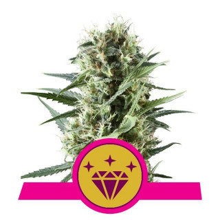 Special Kush 1 - Féminiseé - Royal Queen Seeds - Graines de Collection