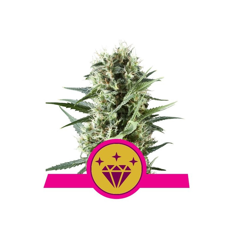 Special Kush 1 - Féminiseé - Royal Queen Seeds - Graines de Collection