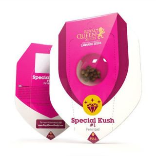 Special Kush 1 - Féminiseé - Royal Queen Seeds - Graines de Collection