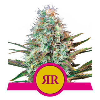 Royal Runtz - Féminisée - Royal Queen Seeds - Graines de Collection