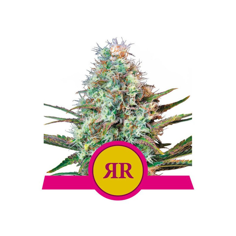 Royal Runtz - Féminisée - Royal Queen Seeds - Graines de Collection