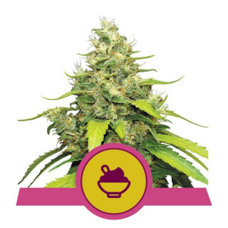 Blue Gelato - Féminisée - Royal Queen Seeds - Graines de collection