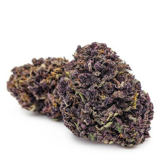 Purple - 3 Gr - Fleurs de CBD