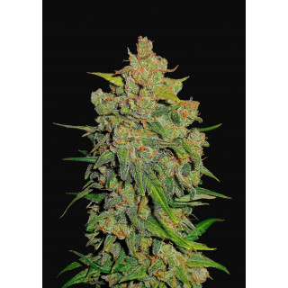 Lemonade Auto - Paradise Seeds - Graines de collection