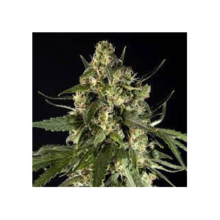 Lemonade Auto - Paradise Seeds - Graines de collection