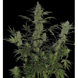 Lemonade Auto - Paradise Seeds - Graines de collection