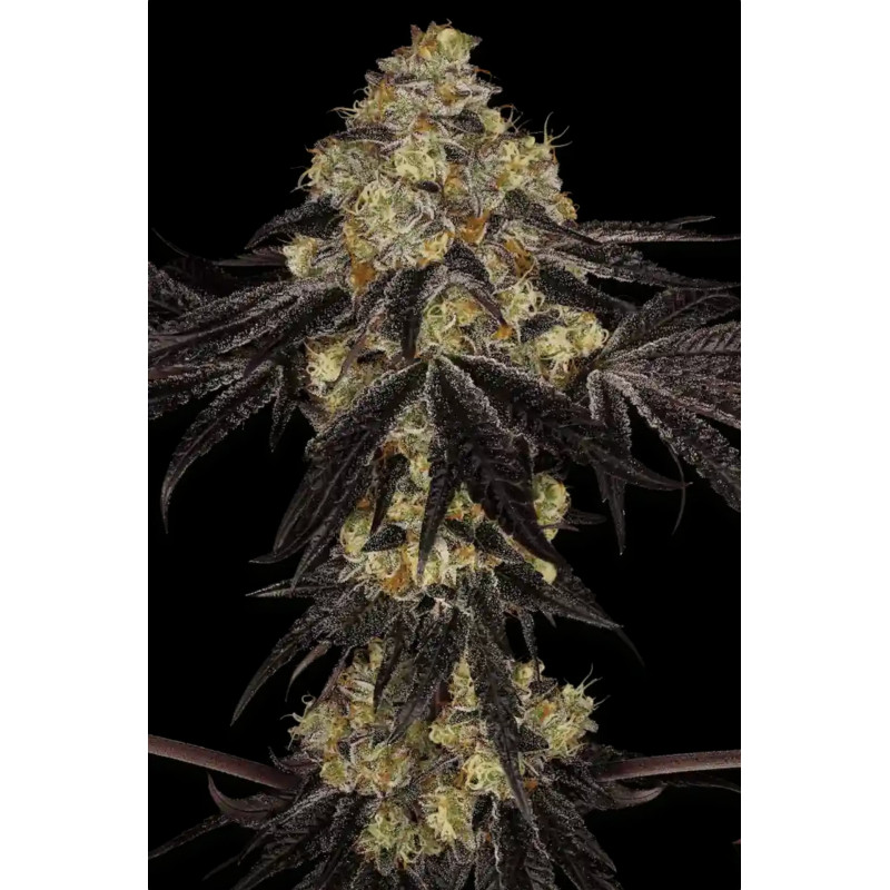 Sunset Paradise - Féminisée - Paradise Seeds - Graines de collection