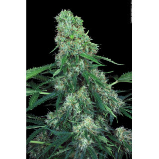 Pandora - Auto - Paradise Seeds - Graines de Collection