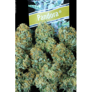 Pandora - Auto - Paradise Seeds - Graines de Collection