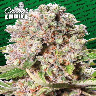 Mendocino skunk chong's choice paradise