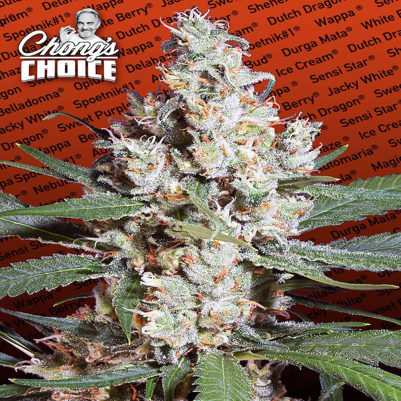 La amnesia chong's choice paradise seeds La amnesia chong's choice paradise seeds