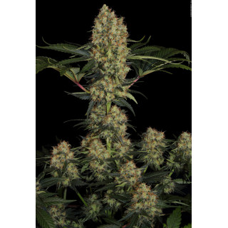 Mendocino Skunk chong's choice - Féminisée - Paradise Seeds - Graines de Collection