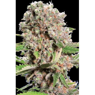 Mendocino Skunk chong's choice - Féminisée - Paradise Seeds