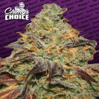 Blue kush berry chong's choice - Féminisée - Paradise Seeds