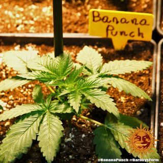 Banana Punch - Barney's Farm