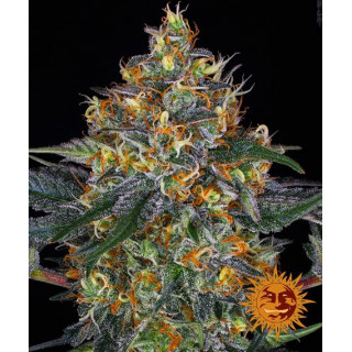 Moby Dick Auto - Barney's Farm