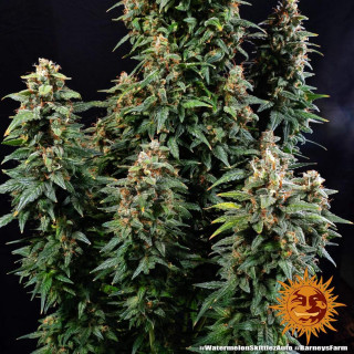 Watermelon Zkittlez Auto - Barney's Farm