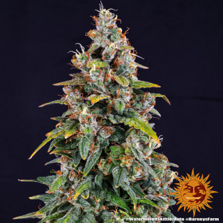 Watermelon Zkittlez Auto - Barney's Farm