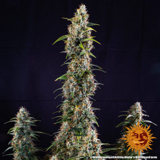 Watermelon Zkittlez Auto - Barney's Farm