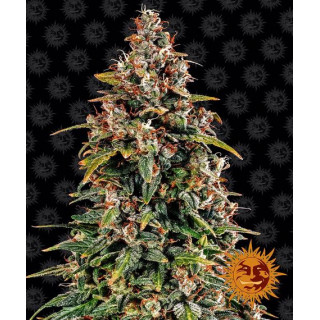 Watermelon Zkittlez Auto - Barney's Farm