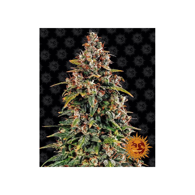 Watermelon Zkittlez Auto - Barney's Farm