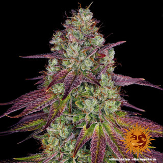 Mimosa Evo - Barney's Farm