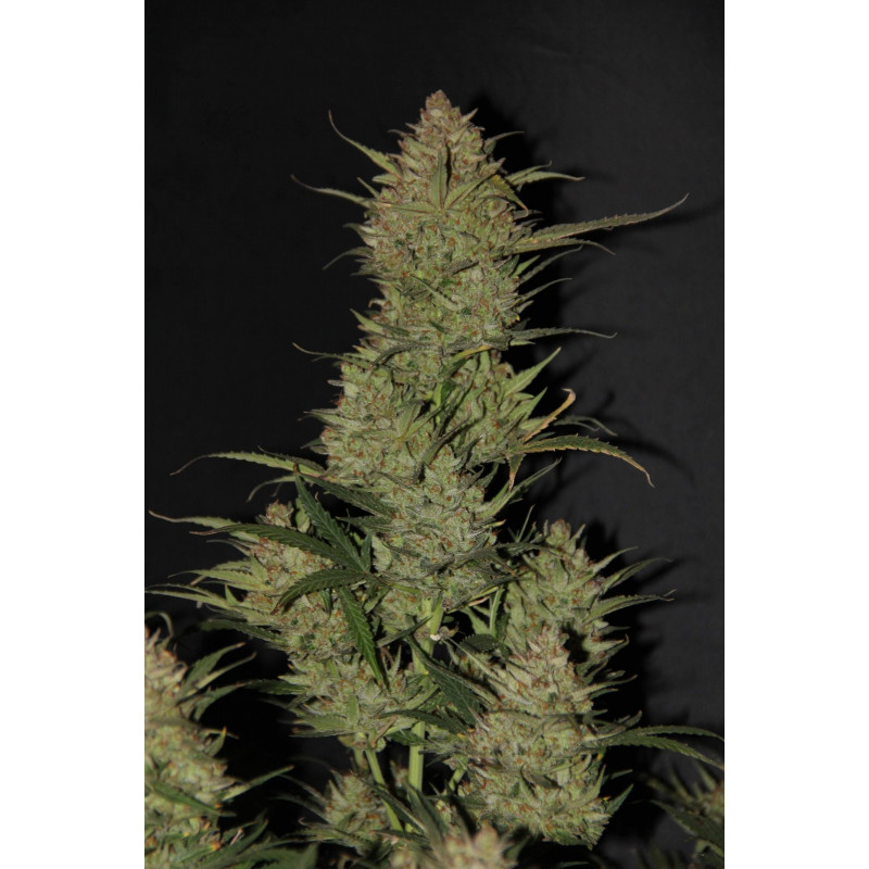 OG Kush Auto - FastBuds - Graines de Collection