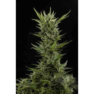 Skunk Auto - Fastbuds - Graines de Collection