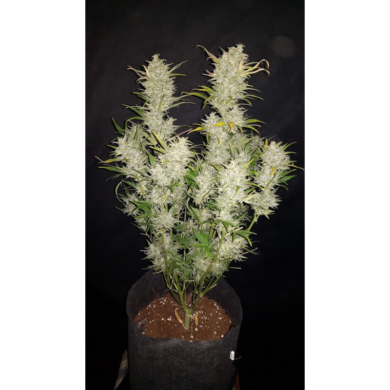 Sour Diesel Auto - Fastbuds - Graines de Collection Sour Diesel Auto - Fastbuds - Graines de Collection