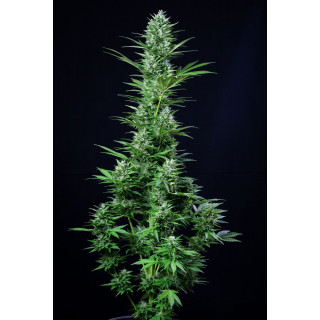 White Widow Auto - FastBuds - Graines de Collection