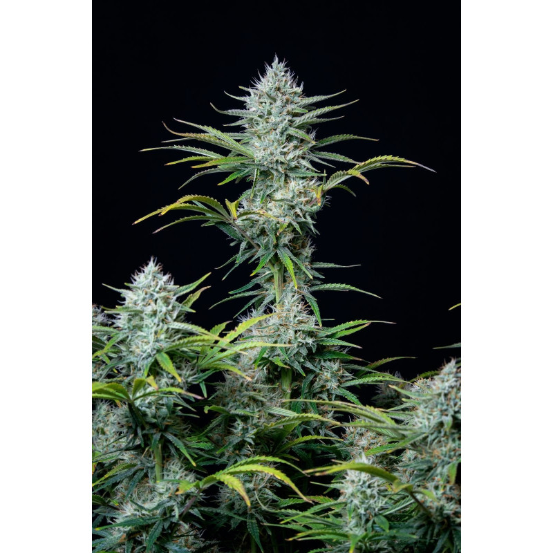 White Widow Auto - FastBuds - Graines de Collection